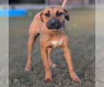 Small #1 Rhodesian Ridgeback Mix
