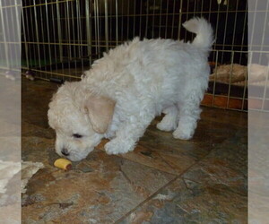 Bloodhound Puppy for sale in ATLANTA, GA, USA