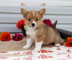 Pembroke Welsh Corgi Puppy for sale in SHILOH, OH, USA