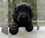 Small Photo #66 Goldendoodle Puppy For Sale in PIERSON, FL, USA