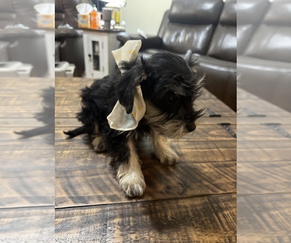 Medium Photo #6 Schnoodle (Miniature) Puppy For Sale in DINWIDDIE, VA, USA