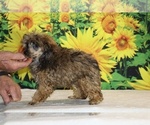 Marbles - Male Poodle (Toy) Puppy for Sale - Photo #30
