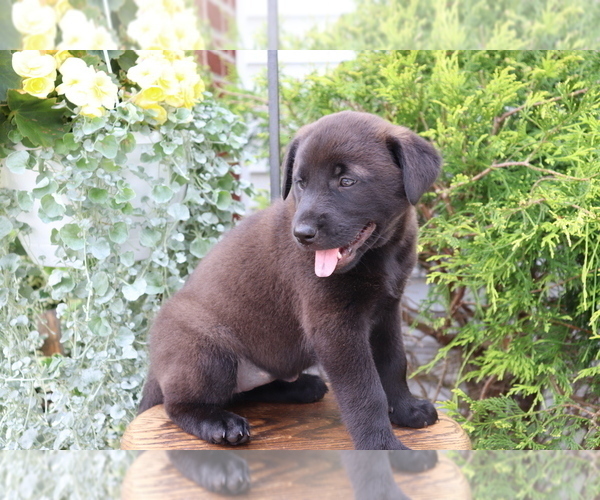 Medium Photo #2 Akita-Labrador Retriever Mix Puppy For Sale in SHILOH, OH, USA
