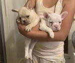 Small Photo #1 French Bulldog Puppy For Sale in LEAWOOD, KS, USA