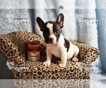 Small Photo #9 French Bulldog Puppy For Sale in SANGER, TX, USA