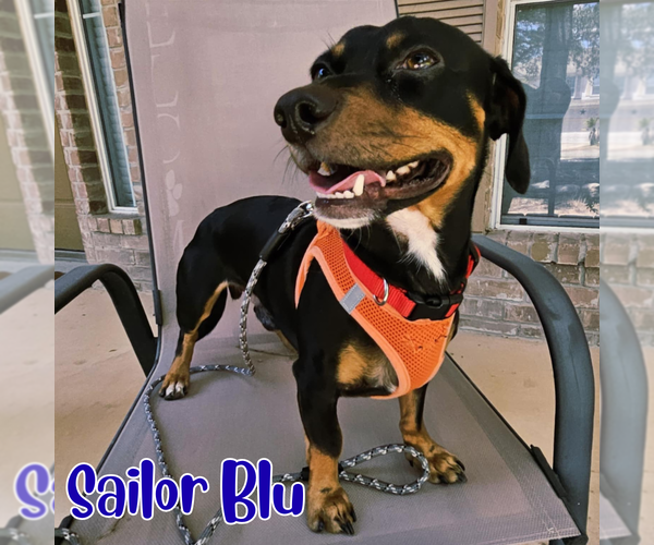 Medium Photo #3 Dachshund Puppy For Sale in San Antonio, TX, USA