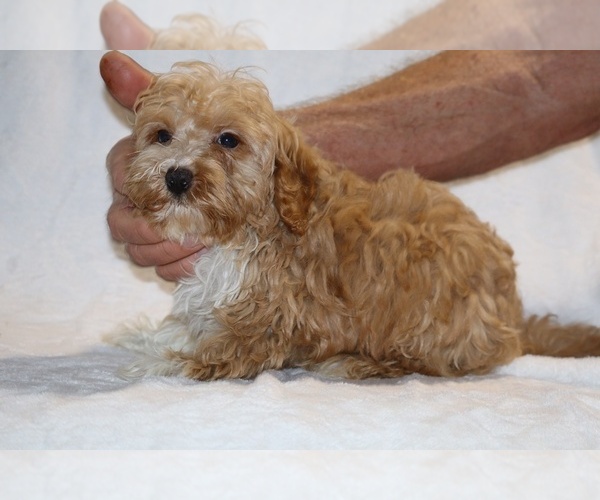 Medium Photo #15 Cockapoo (Miniature) Puppy For Sale in DYERSBURG, TN, USA