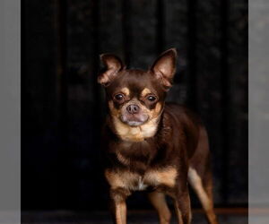 Chihuahua Dogs for adoption in Decatur, IL, USA