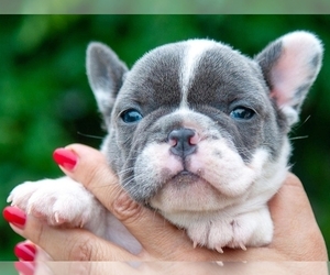 English Springer Spaniel Puppy for sale in BOSTON, MA, USA