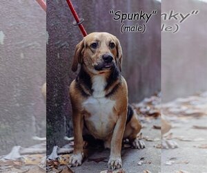 Beagle-Unknown Mix Dogs for adoption in Frenchburg, KY, USA