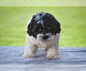 ShihPoo Puppy for sale in MILLERSBURG, OH, USA