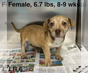 Chiweenie Dogs for adoption in Brewster, NY, USA