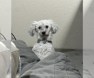 Poochon Dogs for adoption in Phoenix, AZ, USA