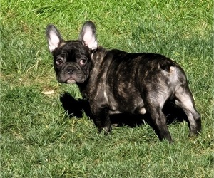 French Bulldog Puppy for Sale in SPRINGFIELD, Oregon USA