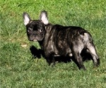 Small French Bulldog