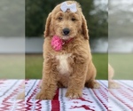 Small Photo #18 Goldendoodle Puppy For Sale in FROSTPROOF, FL, USA