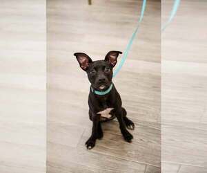 Dani - Female Mutt Dog for Adoption - Photo #7
