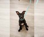 Small Photo #7 Mutt Puppy For Sale in  Gainesville, FL, USA