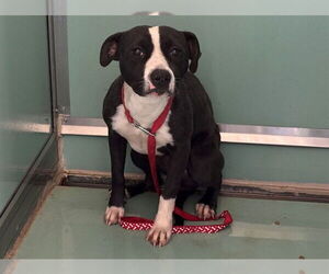 Mutt Dogs for adoption in Moreno Valley, CA, USA