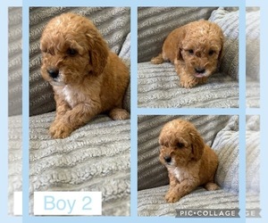 Goldendoodle (Miniature) Puppy for sale in MULBERRY, FL, USA