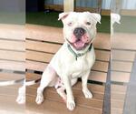 Small #1 American Bulldog