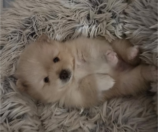 Medium Photo #5 Pomeranian Puppy For Sale in MENIFEE, CA, USA