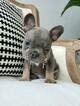 Small Photo #23 French Bulldog Puppy For Sale in MARYSVILLE, WA, USA