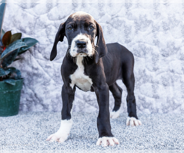 Medium Photo #59 Great Dane Puppy For Sale in WAKARUSA, IN, USA