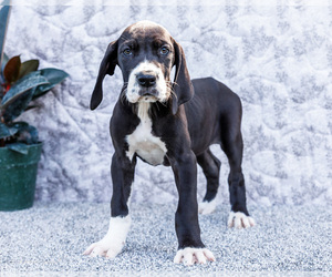Medium Great Dane