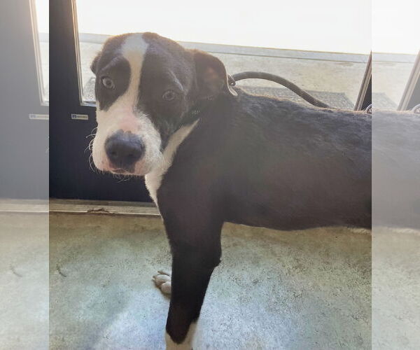 Medium Photo #4 Great Dane-Unknown Mix Puppy For Sale in Minneapolis, MN, USA