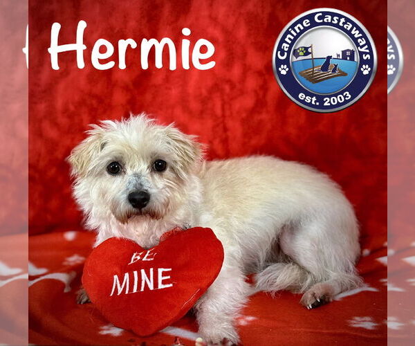 Medium Photo #7 Maltese-Unknown Mix Puppy For Sale in Arcadia, FL, USA