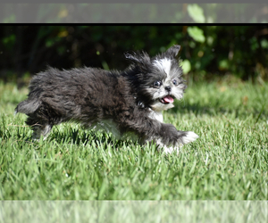 Shih Tzu Puppy for sale in PALM COAST, FL, USA