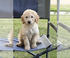 Bordoodle-Cock-A-Poo Mix Puppy for Sale in WEBSTER CITY, Iowa USA