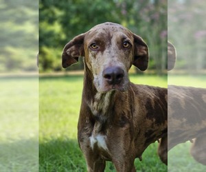 Doberman Pinscher-Great Dane Mix Dogs for adoption in Wakefield, RI, USA