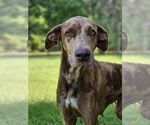 Small Doberman Pinscher-Great Dane Mix