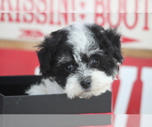 Maltese-Poodle (Toy) Mix Puppy for sale in SEDALIA, MO, USA