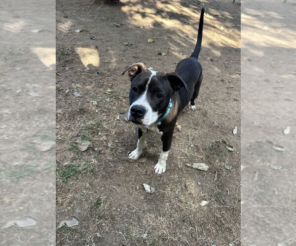 Medium Photo #30 American Pit Bull Terrier-Beagle Mix Puppy For Sale in Brewster, NY, USA