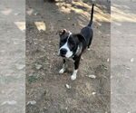 Small #29 American Pit Bull Terrier-Beagle Mix