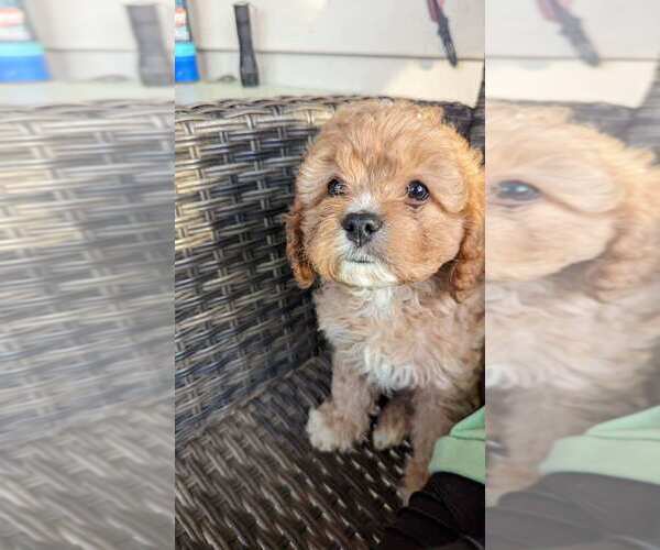 Medium Photo #3 Cavapoo Puppy For Sale in SUMMERVILLE, SC, USA