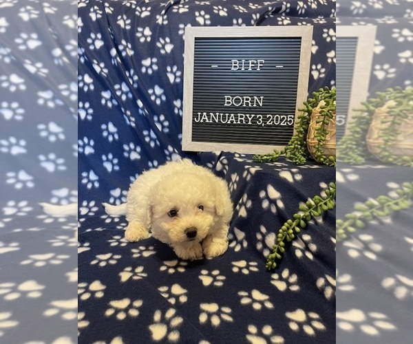 Medium Photo #7 Bichon Frise Puppy For Sale in COLUMBIANA, OH, USA