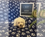 Small #6 Bichon Frise
