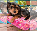 Small #4 Mutt