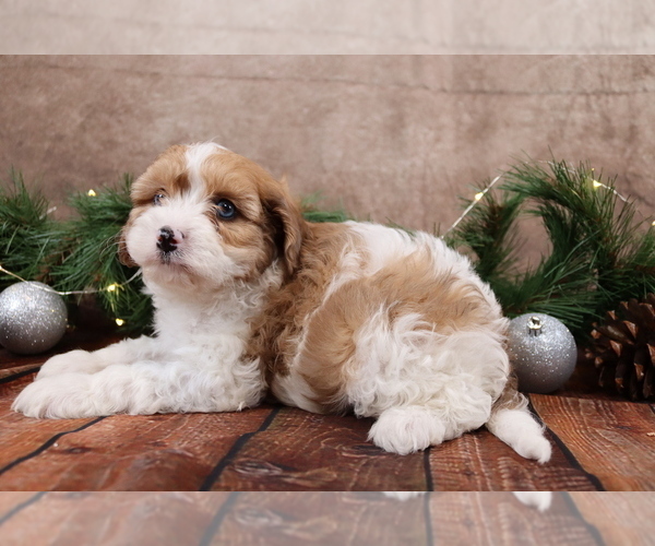 Medium Photo #7 Cavapoo (Toy) Puppy For Sale in WEST SALEM, OH, USA