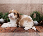 Small #6 Cavapoo (Toy)