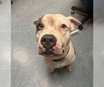 Small #1 American Pit Bull Terrier Mix