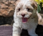 Small #5 Havanese