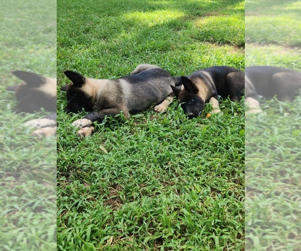 Medium Photo #1 Akita Puppy For Sale in MEM, TN, USA