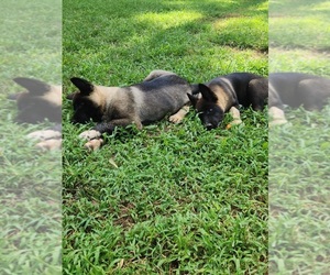 Akita Puppy for Sale in MEM, Tennessee USA