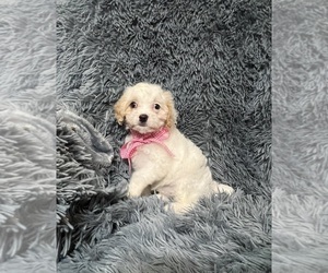 Cavapoo Puppy for sale in JEFFERSONVILLE, IN, USA