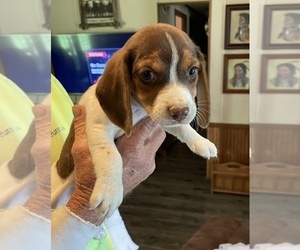 Beagle Puppy for sale in FAYETTEVILLE, OH, USA